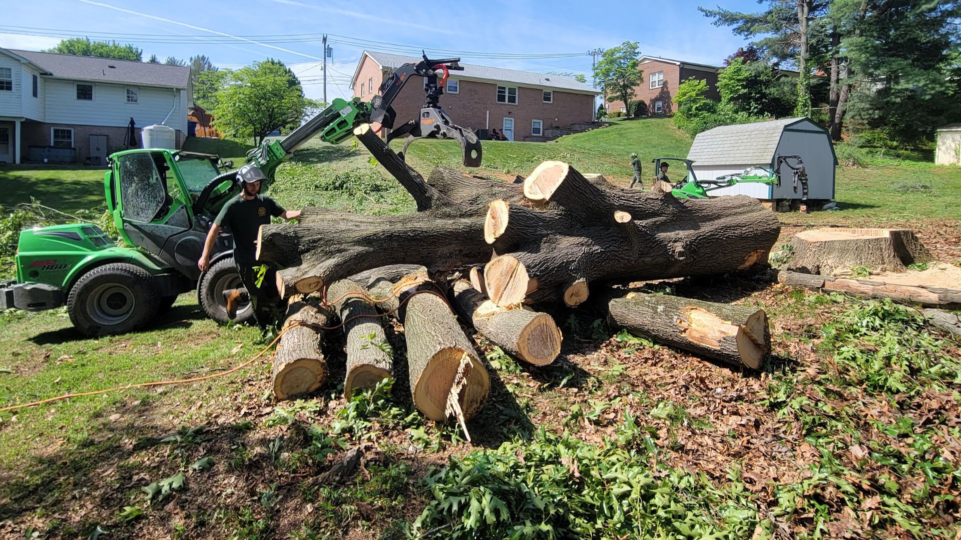 Ivy removal from trees